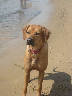 Neila on the beach (2 years old)