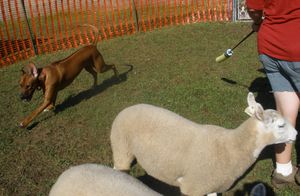 Dex                    Herding Sheep