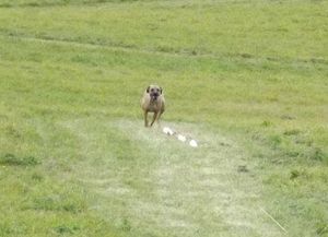 Ozzy Lure
            Coursing